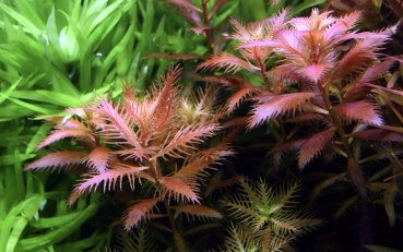 Proserpinaca palustris - Rotes, amerikanisches Kammblatt 1-2-Grow!